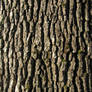 old oak bark