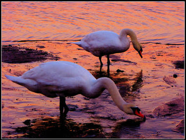 Sunlit Swans