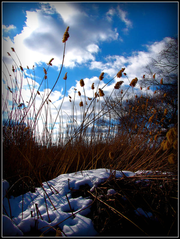 Frozen Marsh