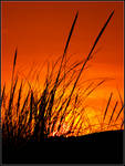 Dune Grass by Ryser915