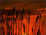 Reeds on Fire by Ryser915