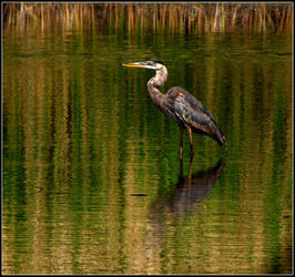 Marsh Hunter