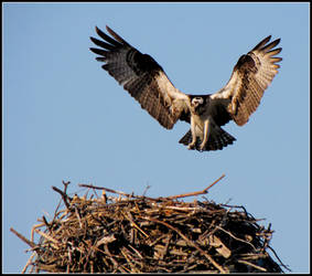 Incoming Osprey