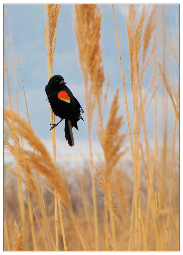 Summer Red-winged Blackbird