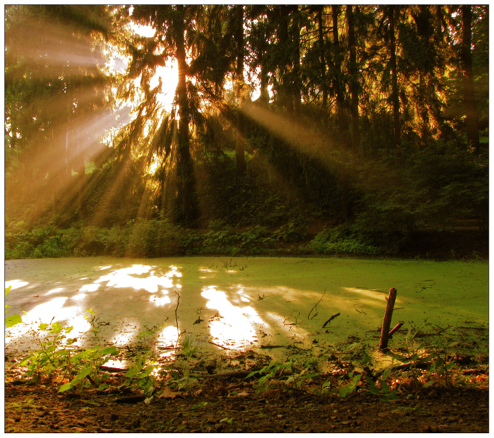 Dawn at the Dell