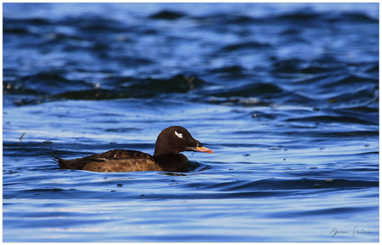 White-winged Scoter