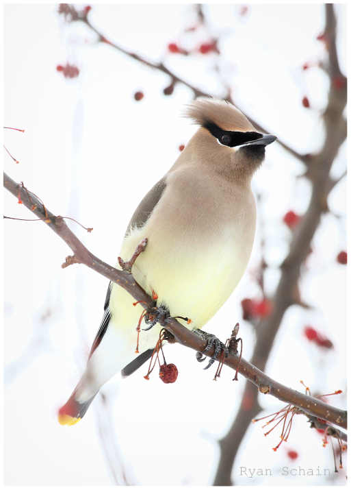 Winter Waxwing