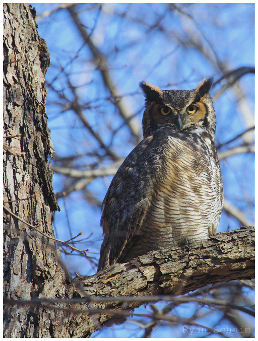 Great Horned Owl