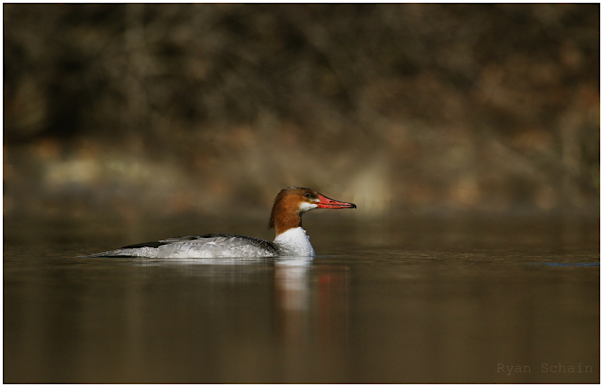 Common Merganser