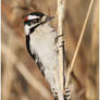 Downy Woodpecker