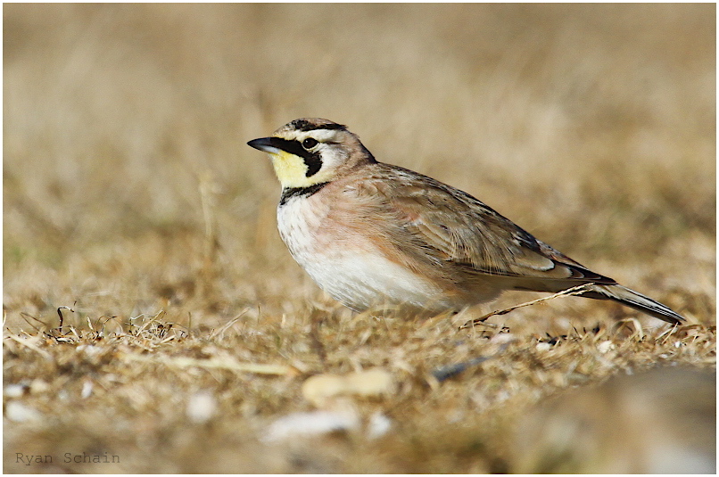 Horned Lark