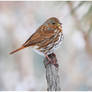 Fox Sparrow