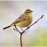 Early Palm Warbler