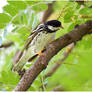 Spring Blackpoll Warbler