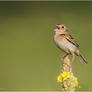 Grasshopper Sparrow