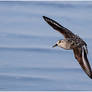 Sanderling