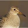 Pectoral Portrait