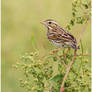 Savannah Sparrow