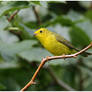 Wilson's Warbler