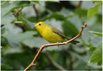 Wilson's Warbler by Ryser915