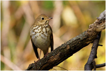 Hermit Thrush by Ryser915