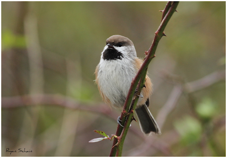 Boston Boreal Chickadee