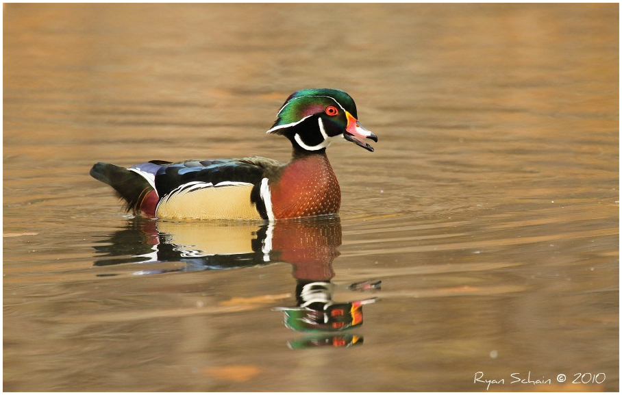 Wood Duck -- Calling