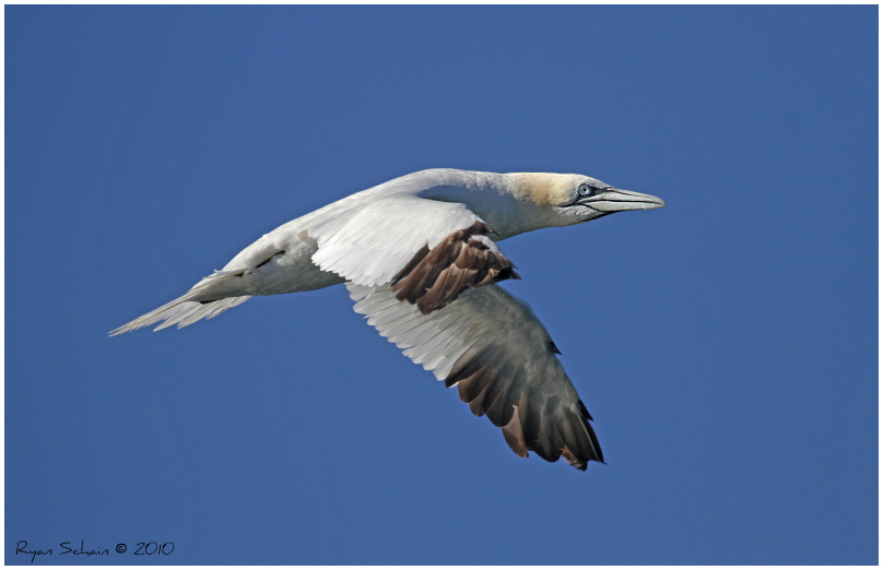 Northern Gannet