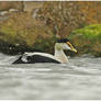 Common Eider in the Snow