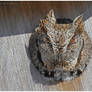 Roosting Eastern Screech Owl