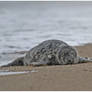 Gray Seal - - Taking a nap