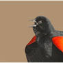 Singing Red-winged Blackbird