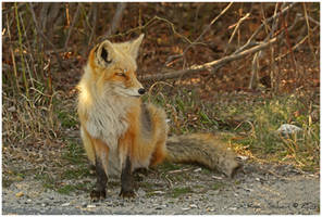 Standing Guard