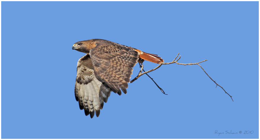 Red-tailed Hawk