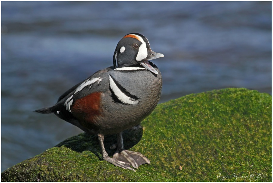 Harlequin Duck - Yawning