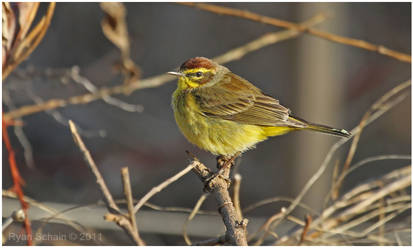 Palm Warbler