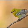 Pine Warbler--male