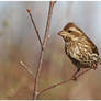 Purple Finch