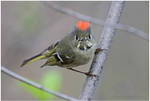 Ruby-crowned Kinglet (male) by Ryser915