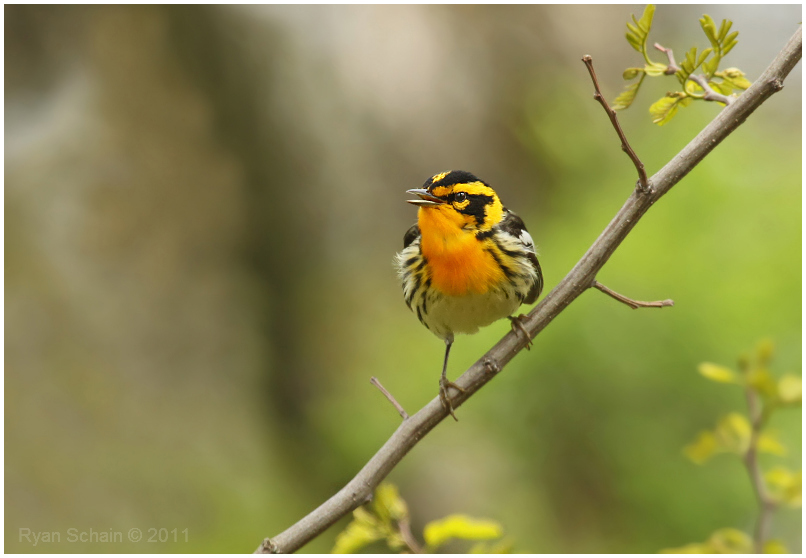 Blackburnian Warbler