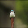 Tree Swallow