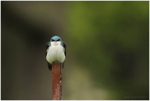 Tree Swallow