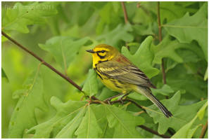 Prairie Warbler