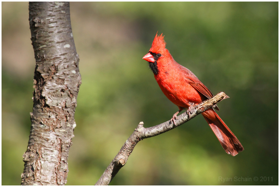 Northern Cardinal