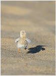 Least Tern Chick by Ryser915