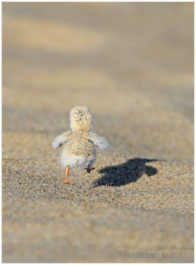 Least Tern Chick