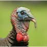 Wild Turkey