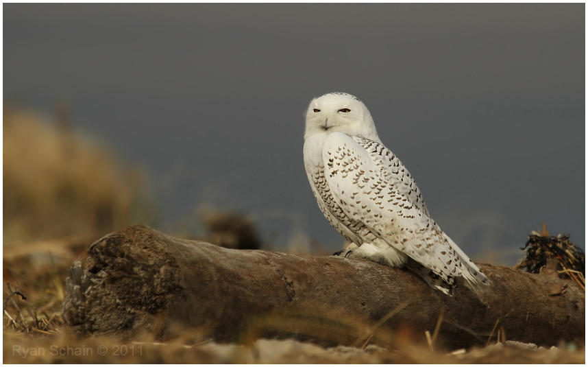 Snowy Owl