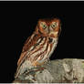 Eastern Screech Owl (Red Morph)