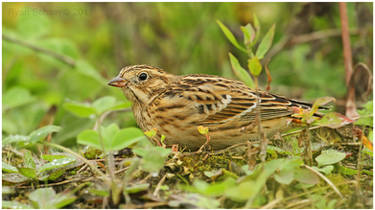 Smith's Longspur